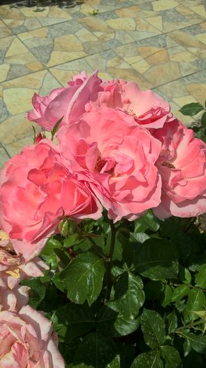 WP_20160703_11_36_31_Pro