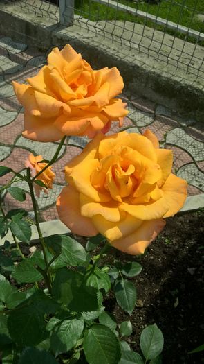 WP_20160703_11_34_36_Pro