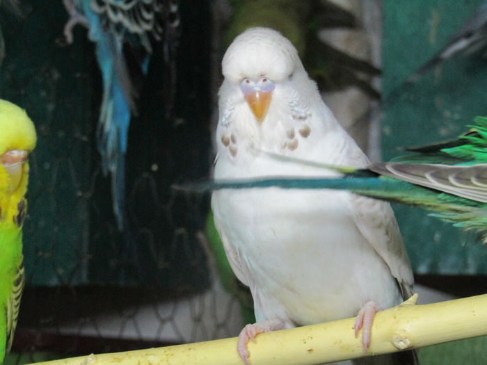 IMG_0438 - pui standard 2016