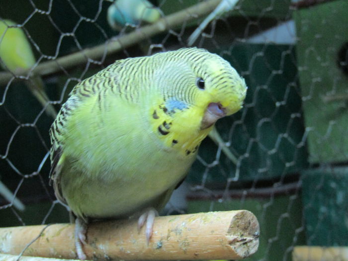 IMG_0442 - pui standard 2016