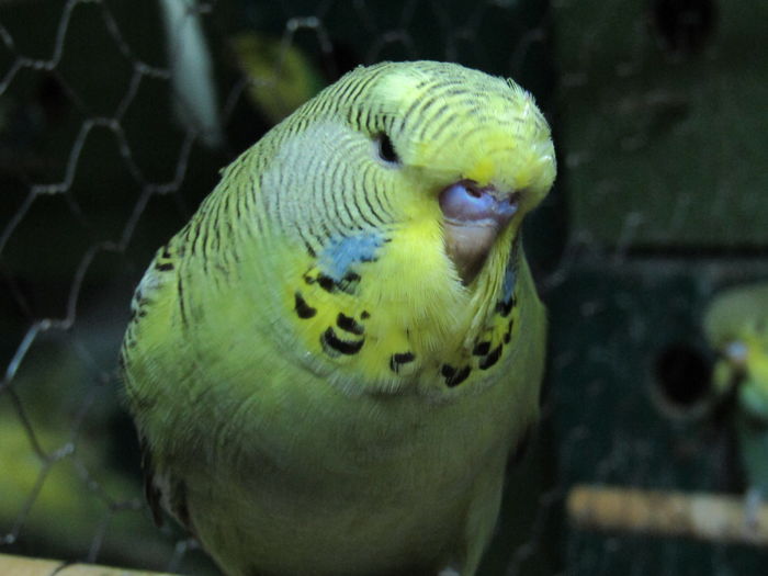 IMG_0445 - pui standard 2016