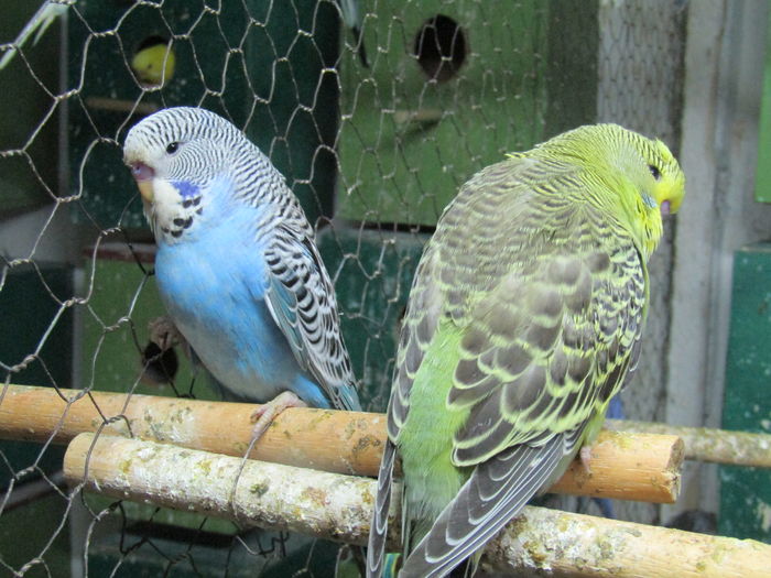 IMG_0454 - pui standard 2016