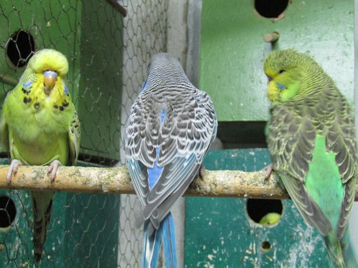 IMG_0457 - pui standard 2016