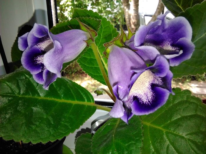 am favoritte - gloxinia 2016