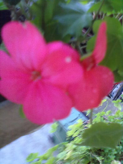 ABCD0005 - muscate 2016