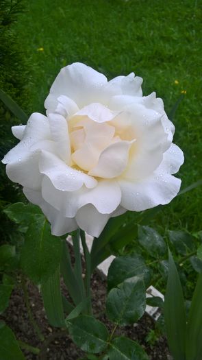 WP_20160703_13_29_03_Pro