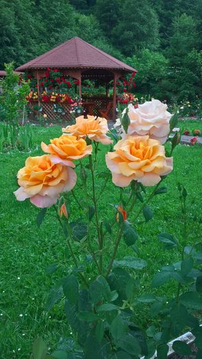 WP_20160703_13_28_13_Pro