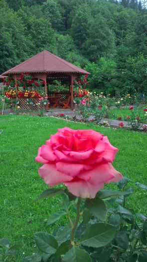 WP_20160703_13_28_05_Pro - Trandafiri 2016