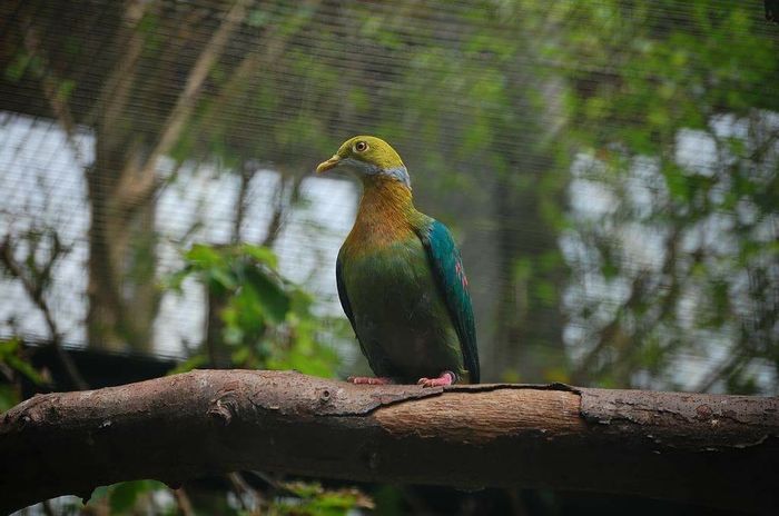 image - 1----Porumbei si turturici exotice----exotic doves and pigeons