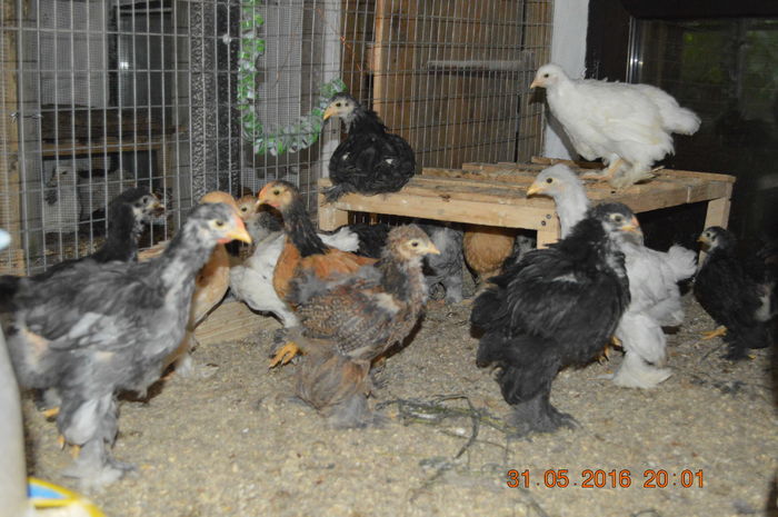 DSC_0410 - tineret 2016