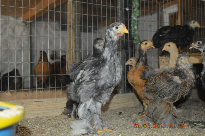 DSC_0411 - tineret 2016
