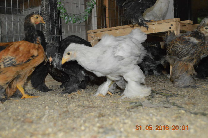 DSC_0415 - tineret 2016