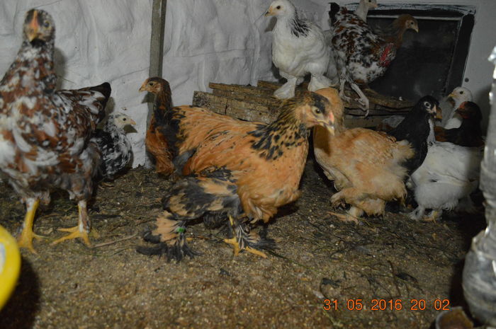 DSC_0420 - tineret 2016