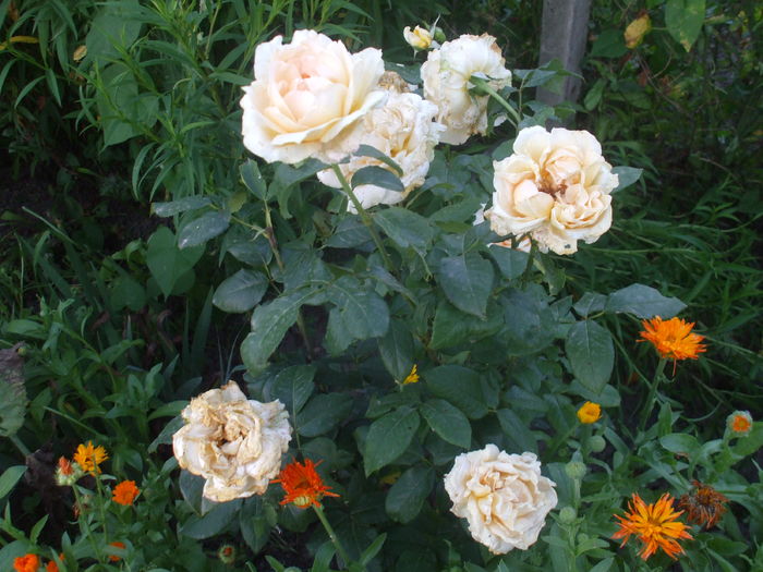 DSCF9141