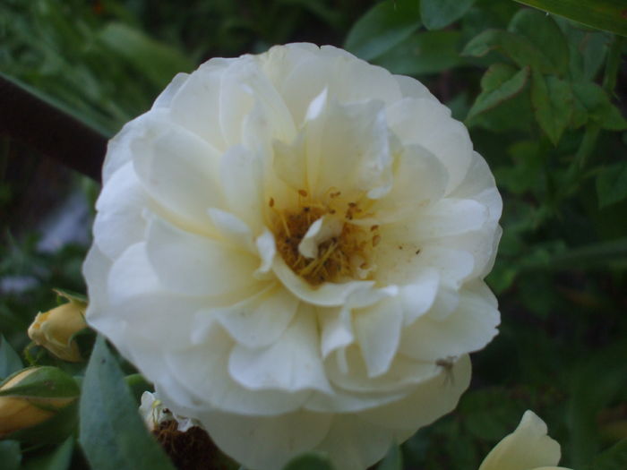DSCF9142