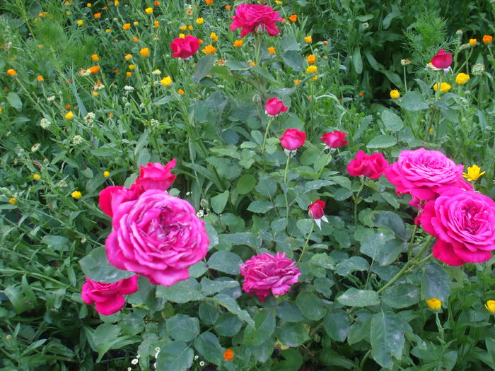 DSCF9143