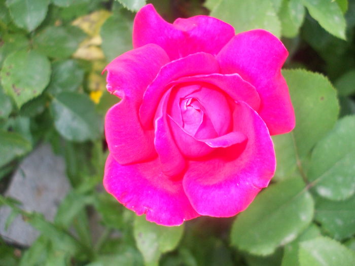 DSCF9144
