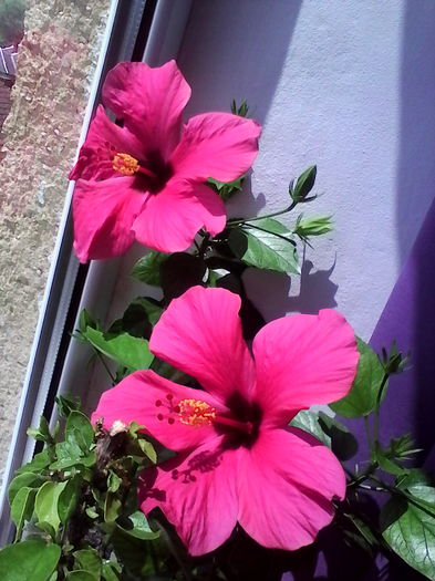 IMG_20160703_122218_1 - Hibiscus Cairo Rosa