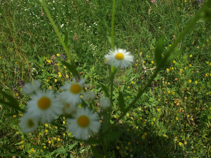 DSCF9069 - Flori de camp