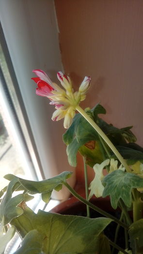 20160703_143034 - Muscate si alte plante