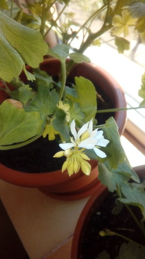 20160703_143057 - Muscate si alte plante