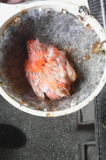  - Canari la cuib -2016