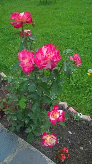 WP_20160703_13_46_48_Pro