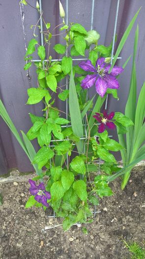 WP_20160703_13_29_39_Pro - Clematite 2016