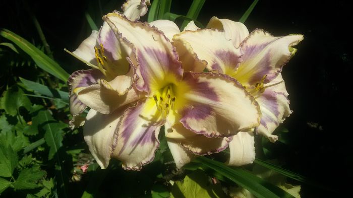 006 - hemerocallis 2016