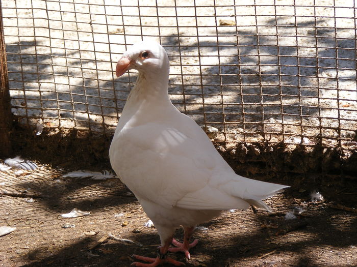 PUI 2016 vindut iul.2016