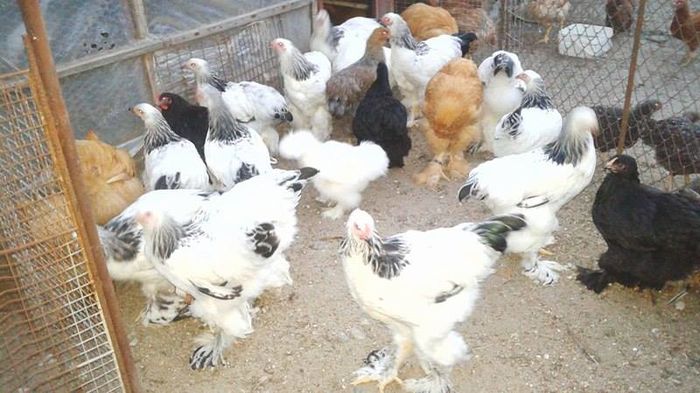 13530326 Tineret iunie 2016