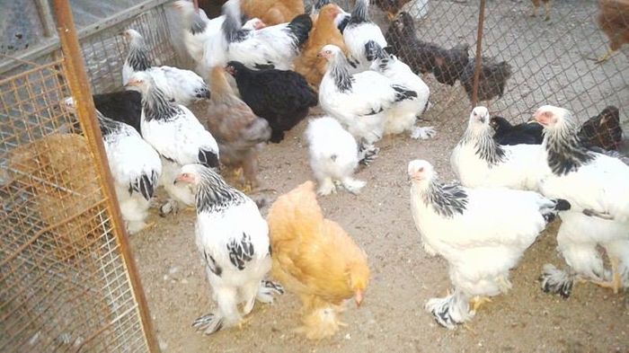 13536041 Tineret iunie 2016