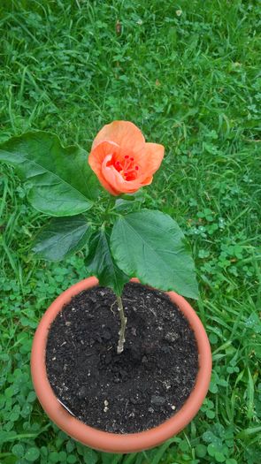 WP_20160703_17_26_05_Pro - Hibiscus Torino