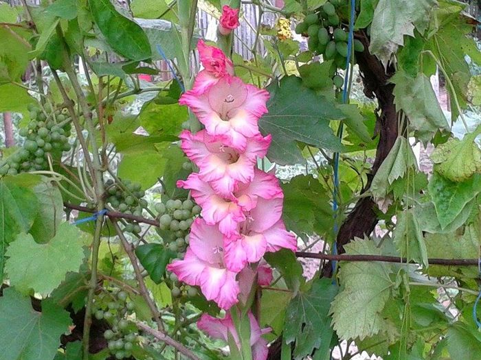 13565348_1073461449393297_1525731731_n