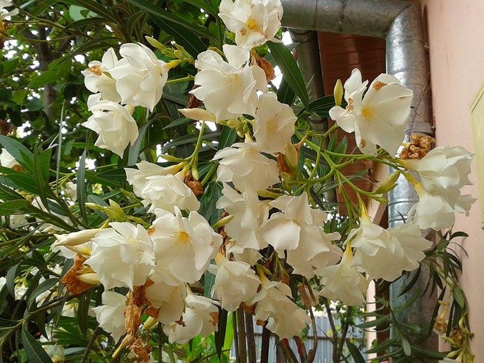 13576391_1073464026059706_662993342_n