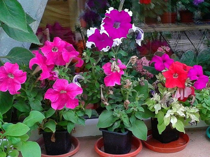 13576554_1073461242726651_435173400_n