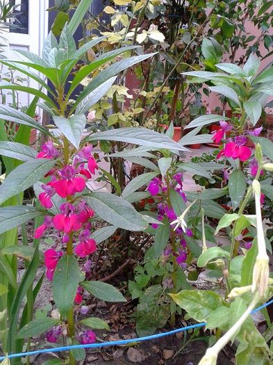 13578496_1073461586059950_1282553519_n