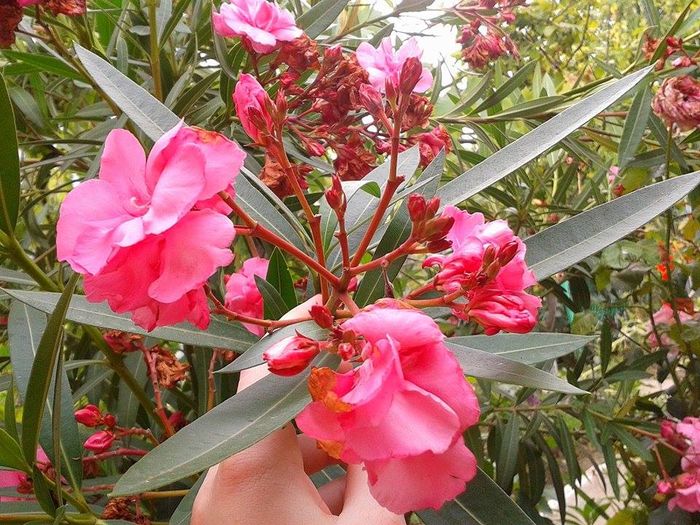 13595607_1073464172726358_1319238456_n