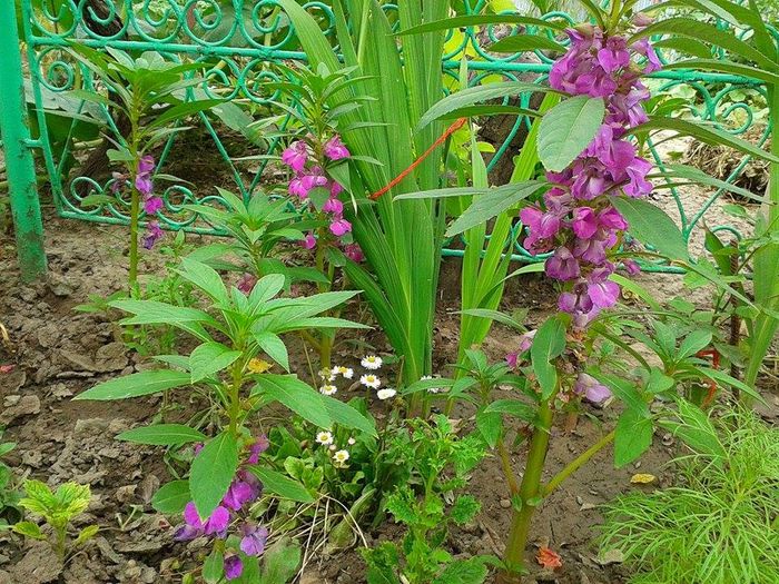 13595840_1073461676059941_845285100_n