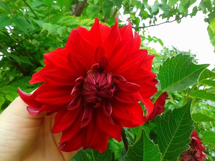 13595904_1073463432726432_123615395_n