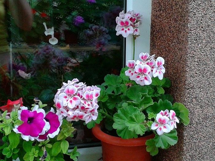 13595928_1073461322726643_331887583_n