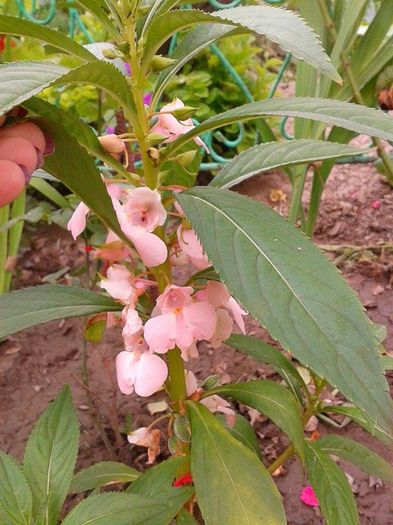 13599476_1073464246059684_79973996_n