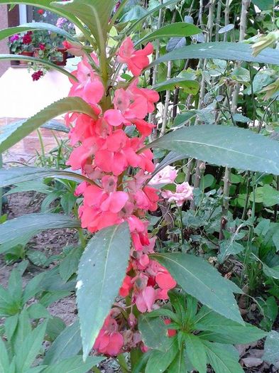 13599543_1073463586059750_2026935543_n