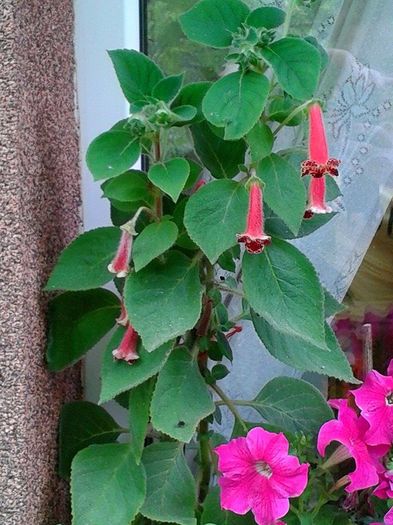 13599585_1073461216059987_1310025192_n