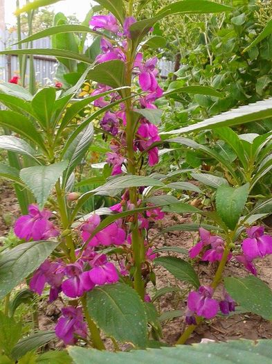 13607951_1073461749393267_2119897984_n