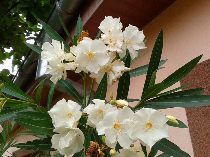 13607977_1073463856059723_2009405561_n