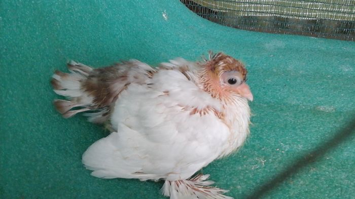 7480, 2016 - Orizonturi pt obtinerea de Nord Caucazian cu coada rosie  red tail pigeons