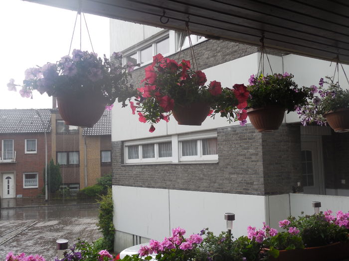 si doar 10 grade noaptea....floricelele rezista :) - diverse_floricele