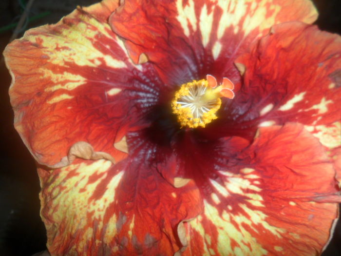 003