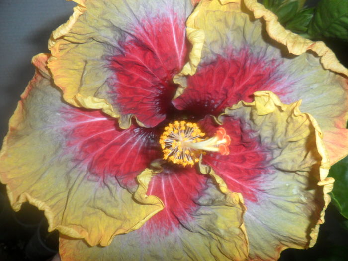005